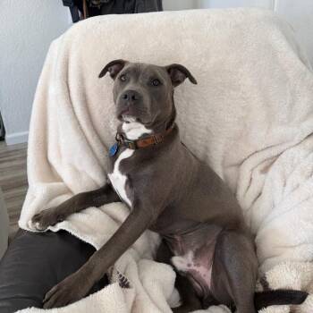 Pit Bull Terrier Dogs Available for Adoption in Sacramento, California - Chance | PetCurious