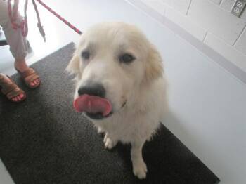 REESE -  Great Pyrenees Dog for Adoption in Ocala, Florida - REESE | PetCurious