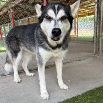 Adele -  Husky Dog for Adoption in Fayetteville, Arkansas - Adele | PetCurious
