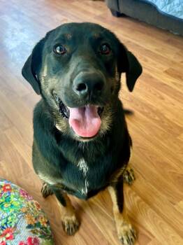 Dream -  German Shepherd Dog and Black And Tan Coonhound Dog for Adoption in Enfield, Connecticut - Dream | PetCurious