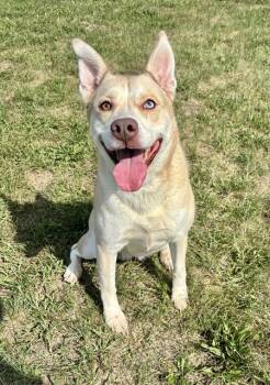 MARLEY -  Siberian Husky and Pit Bull Terrier Dog for Adoption in Kalamazoo, Michigan - MARLEY | PetCurious