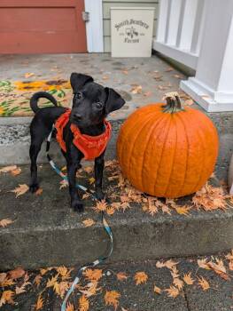 Sammy -  Chihuahua Dog for Adoption in Seattle, Washington - Sammy | PetCurious