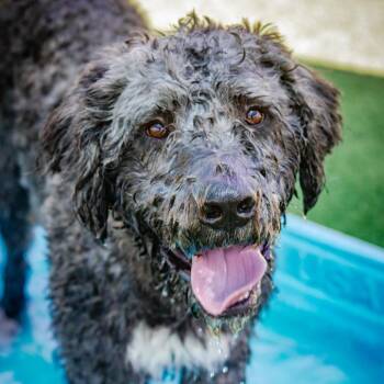 Buddy A2249753 -  Labrador Retriever and Standard Poodle Dog for Adoption in Middletown, New York - Buddy A2249753 | PetCurious
