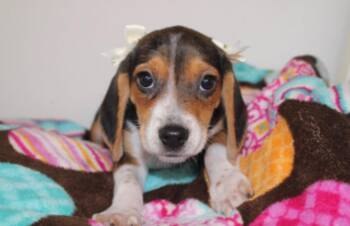 Barbie -  Beagle Dog for Adoption in Tenafly, New Jersey - Barbie | PetCurious