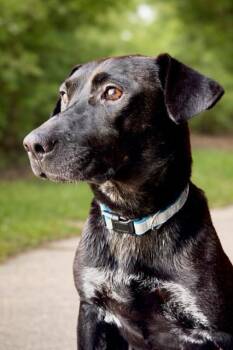 Labrador Retriever and Pit Bull Terrier Dogs Available for Adoption in Princeton, Massachusetts - Gabby Flora | PetCurious