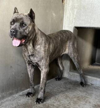 Cane Corso Dogs Available for Adoption in San Bernardino, California - LEO | PetCurious