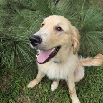 Luke -  Golden Retriever and Great Pyrenees Dog for Adoption in Warrior, Alabama - Luke | PetCurious