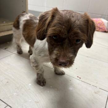 Velvet -  Mixed Breed Dog for Adoption in Lufkin, Texas - Velvet | PetCurious