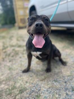 American Staffordshire Terrier Dogs Available for Adoption in Brewster, New York - Mildred | PetCurious