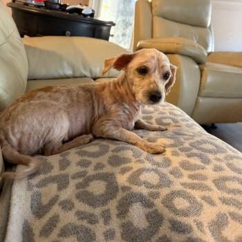 Bean -  Miniature Poodle and Mixed Breed Dog for Adoption in Daphne, Alabama - Bean | PetCurious