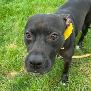 Brune -  Terrier Dog for Adoption in Plainfield, Illinois - Brune | PetCurious