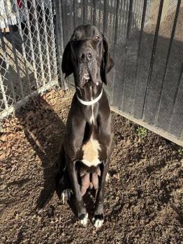 Great Dane Dogs Available for Adoption - BIG MAMAS | PetCurious