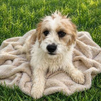 Terrier Dogs Available for Adoption in Las Vegas, Nevada - Travis  | PetCurious