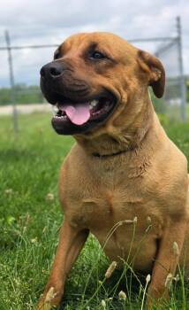 Hope. -  Pit Bull Terrier Dog for Adoption in Huntington, Indiana - Hope. | PetCurious