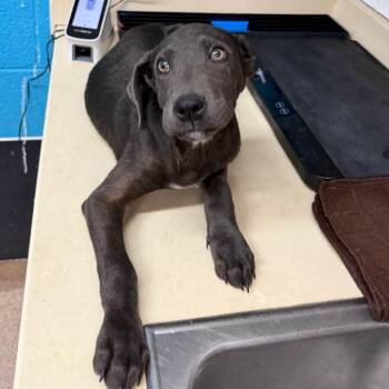 Moose -  Pit Bull Terrier and Mixed Breed Dog for Adoption in Ardmore, Oklahoma - Moose | PetCurious