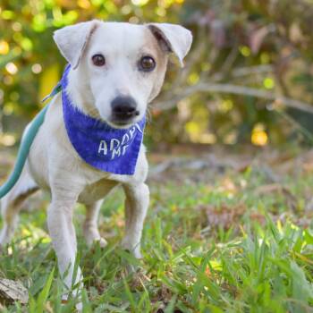 Mixed Breed Dogs Available for Adoption - Skippy | PetCurious