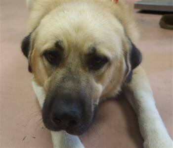 PATRICK -  Mixed Breed Dog for Adoption in Columbia, South Carolina - PATRICK | PetCurious