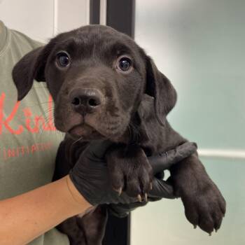 Black Labrador Retriever Dogs Available for Adoption in Abilene, Texas - Lily | PetCurious