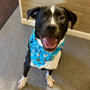 Huck -  Pointer and Mixed Breed Dog for Adoption in Metamora, Michigan - Huck | PetCurious