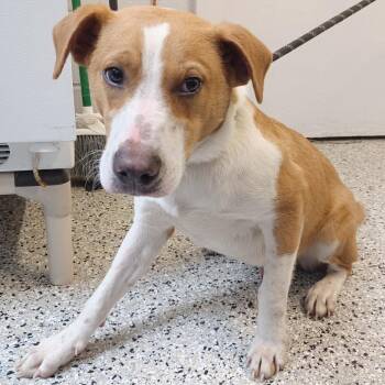 Cattle Dog and Black Mouth Cur Dogs Available for Adoption - The Rat King | PetCurious