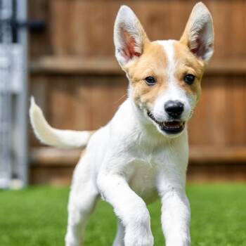 Cappuccino -  Cattle Dog Dog for Adoption in Naperville, Illinois - Cappuccino | PetCurious