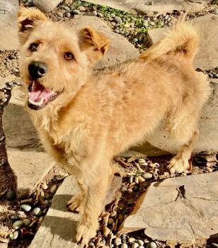 Tyson -  Jack Russell Terrier Dog for Adoption in San Diego, California - Tyson | PetCurious