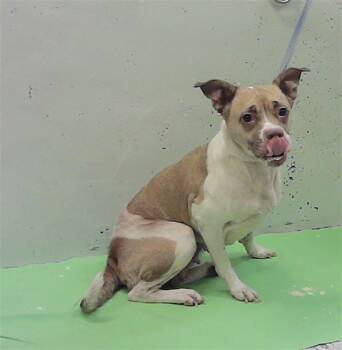 A2086042 -  Staffordshire Bull Terrier and Mixed Breed Dog for Adoption in Houston, Texas - A2086042 | PetCurious
