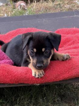 Cannoli -  Mixed Breed and Hound Dog for Adoption in Brookshire, Texas - Cannoli | PetCurious