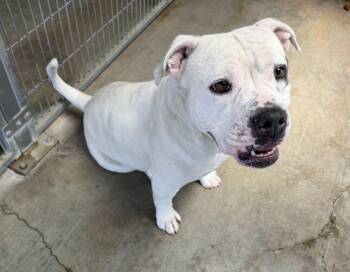 Shalomar -  Pit Bull Terrier Dog Available for Adoption in Canutillo, Texas - Shalomar | PetCurious