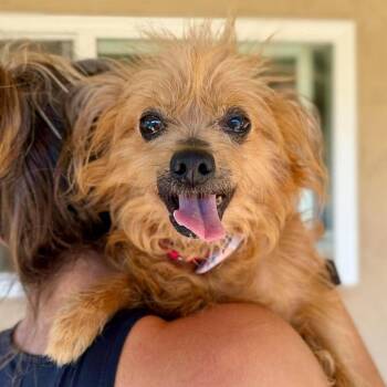 Yeti -  Papillon Dog for Adoption in Ramona, California - Yeti | PetCurious