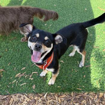 Hannah -  Chihuahua and Dachshund Dog for Adoption in Boulder, Colorado - Hannah | PetCurious
