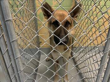 WINSTON -  German Shepherd Dog Dog for Adoption in Tulsa, Oklahoma - WINSTON | PetCurious