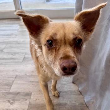 Chihuahua and Mixed Breed Dogs Available for Adoption - Clover | PetCurious
