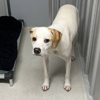 Rescue Mixed Breed Dogs for Adoption in Homer, New York - Jack | PetCurious