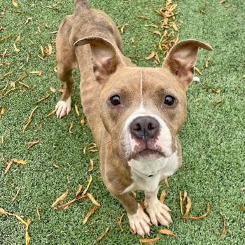 Rescue Mixed Breed Dogs for Adoption in Memphis, Tennessee - Kira | PetCurious