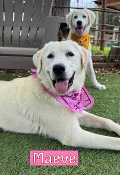 Maeve -  Great Pyrenees and Labrador Retriever Dog for Adoption in Southlake, Texas - Maeve | PetCurious