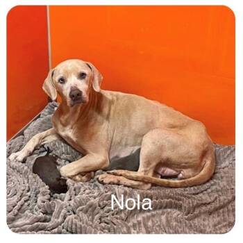 Nola -  Weimaraner and Mixed Breed Dog for Adoption in Milan, Illinois - Nola | PetCurious