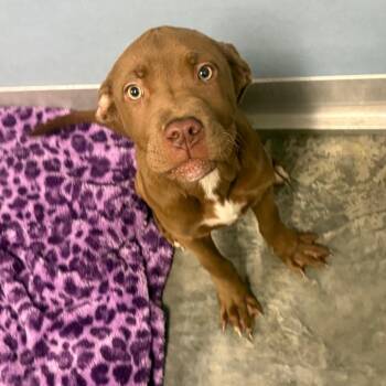Jude -  Labrador Retriever and Mixed Breed Dog Available for Adoption in Webster, Texas - Jude | PetCurious