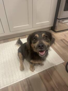 Charlie -  Chihuahua Dog for Adoption in Jefferson Hills, Pennsylvania - Charlie | PetCurious