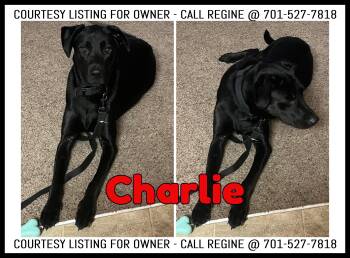 Charlie - COURTESY LISTING -  Labrador Retriever Dog for Adoption in Valley City, North Dakota - Charlie - COURTESY LISTING | PetCurious
