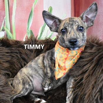 Timmy -  Mixed Breed Dog for Adoption in Yuma, Arizona - Timmy | PetCurious