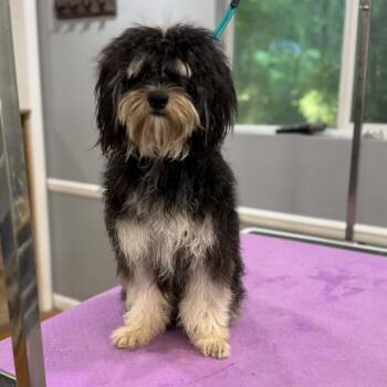 Poodle Dogs Available for Adoption in Helena, Alabama - Benny | PetCurious