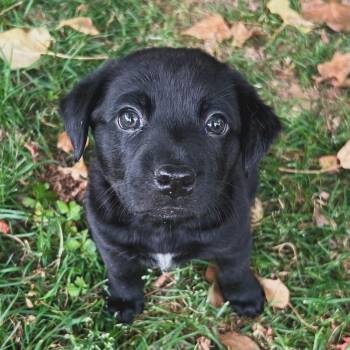 Hound Dogs Available for Adoption in Richmond, Virginia - Shenandoah | PetCurious