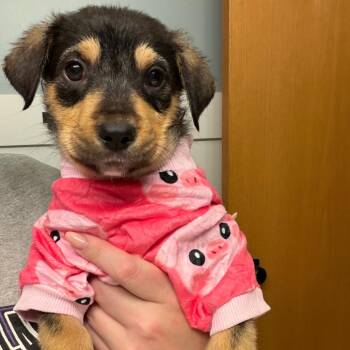 Leaf -  Mixed Breed Dog for Adoption in Buffalo, Minnesota - Leaf | PetCurious