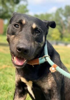 Charlemagne -  German Shepherd Dog Dog for Adoption in Chicago, Illinois - Charlemagne | PetCurious