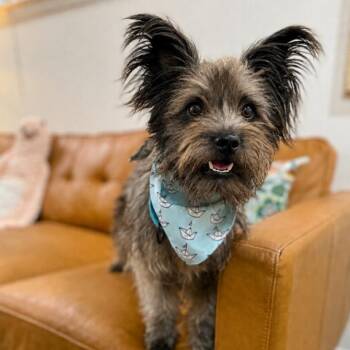 Benson Boone Hangs the Moon -  Cairn Terrier and Schnauzer Dog for Adoption in Friendswood, Texas - Benson Boone Hangs The Moon | PetCurious