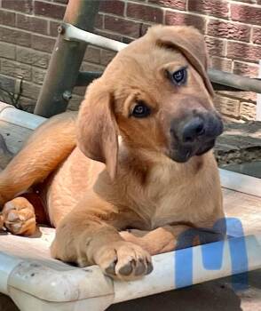 Labrador Retriever and Shepherd Dogs Available for Adoption in Carmel Hamlet, New York - Brody | PetCurious