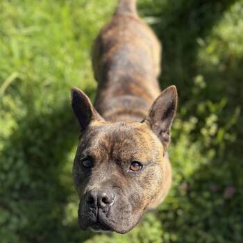 Bear -  American Staffordshire Terrier and Mixed Breed Dog for Adoption in Portland, Oregon - Bear | PetCurious