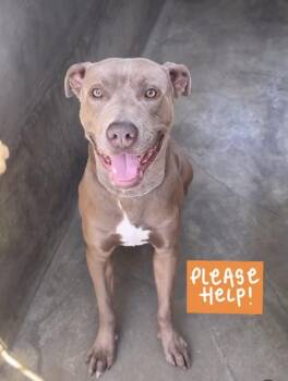 Liam -  Mixed Breed Dog for Adoption in Las Vegas, Nevada - Liam | PetCurious