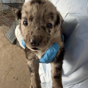 Tater Tot -  Australian Cattle Dog Blue Heeler Dog for Adoption in Edinburg, Texas - Tater Tot | PetCurious